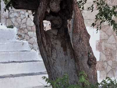 Μερικές foto από Ελαφό ...